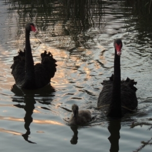 Cygnus atratus at Bonython, ACT - 26 Dec 2015