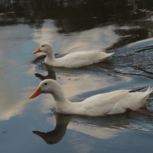 Anas platyrhynchos at Bonython, ACT - 14 Aug 2017