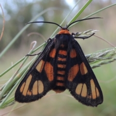 Amata (genus) (Handmaiden Moth) at Greenway, ACT - 16 Mar 2016 by MichaelBedingfield