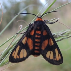 Amata (genus) at Greenway, ACT - 16 Mar 2016 07:22 PM