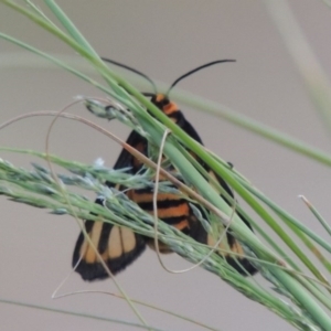 Amata (genus) at Greenway, ACT - 16 Mar 2016