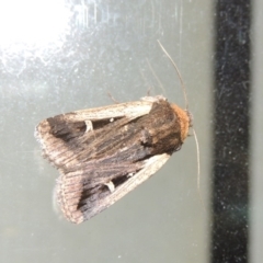 Proteuxoa tortisigna (Streaked Rictonis Moth) at Pollinator-friendly garden Conder - 1 Apr 2016 by michaelb