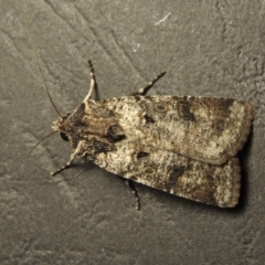 Agrotis porphyricollis (Variable Cutworm) at Conder, ACT - 1 Apr 2016 by michaelb