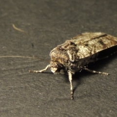 Agrotis porphyricollis at Conder, ACT - 1 Apr 2016