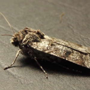 Agrotis porphyricollis at Conder, ACT - 1 Apr 2016 10:25 PM