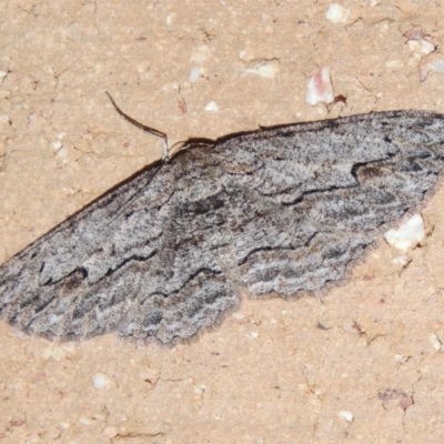 Ectropis bispinaria (Loop-line Bark Moth) at Conder, ACT - 3 Apr 2016 by MichaelBedingfield