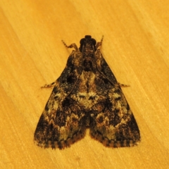 Orthaga thyrisalis (Teatree Web Moth) at Conder, ACT - 4 Apr 2016 by michaelb