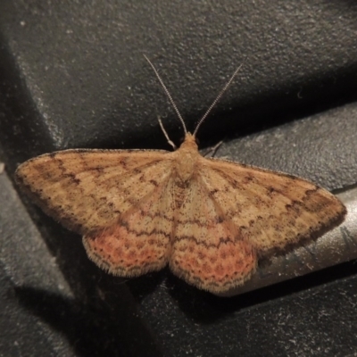 Scopula rubraria (Reddish Wave, Plantain Moth) at Conder, ACT - 17 Apr 2016 by michaelb