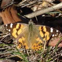 Vanessa kershawi (Australian Painted Lady) at Garran, ACT - 14 Aug 2017 by roymcd