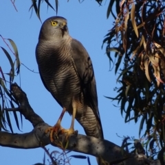 Accipiter fasciatus (Brown Goshawk) at Red Hill, ACT - 14 Aug 2017 by roymcd