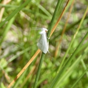 Tipanaea patulella at Gungahlin, ACT - 15 Jan 2016 12:00 AM