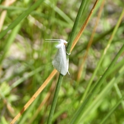 Tipanaea patulella (The White Crambid moth) at Gungahlin, ACT - 15 Jan 2016 by Christine