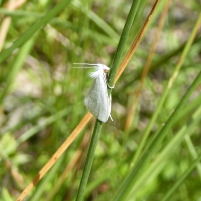 Tipanaea patulella (A Crambid moth) at Gungahlin, ACT - 14 Jan 2016 by Christine