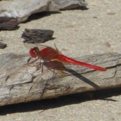 Diplacodes haematodes (Scarlet Percher) at Casey, ACT - 20 Dec 2015 by Christine