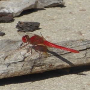 Diplacodes haematodes at Casey, ACT - 20 Dec 2015 12:00 AM