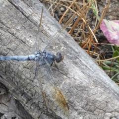 Orthetrum caledonicum (Blue Skimmer) at Gungahlin, ACT - 15 Jan 2016 by Christine
