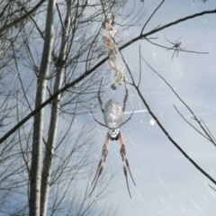 Trichonephila edulis (Golden orb weaver) at Umbagong District Park - 1 May 2011 by Christine