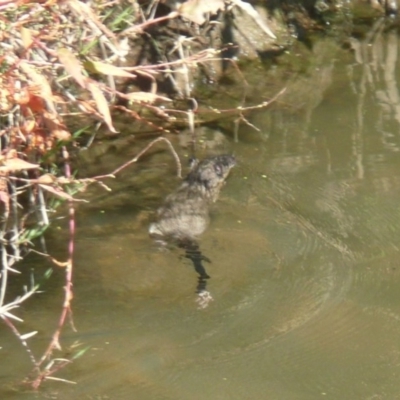 Hydromys chrysogaster (Rakali or Water Rat) at Umbagong District Park - 4 May 2011 by Christine