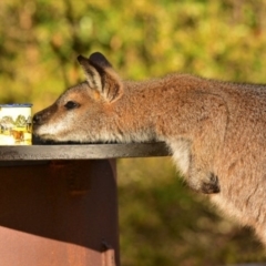 Notamacropus rufogriseus (Red-necked Wallaby) at Cotter River, ACT - 11 Aug 2017 by Jek