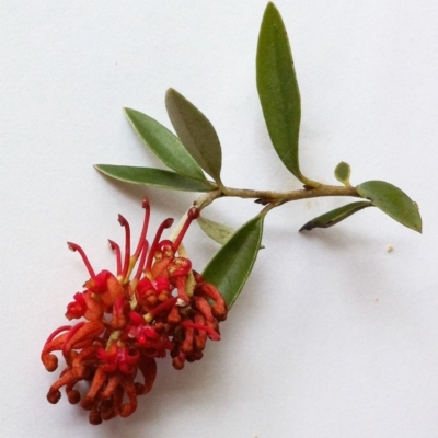 Grevillea diminuta at Red Hill to Yarralumla Creek - 14 Aug 2017 by ruthkerruish