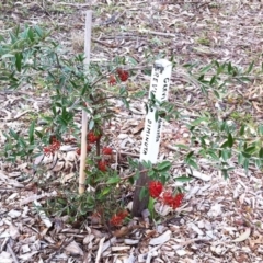 Grevillea diminuta at Hughes, ACT - 15 Aug 2017