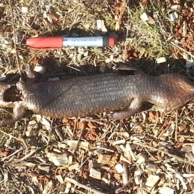 Tiliqua rugosa (Shingleback Lizard) at The Fair, Watson - 12 Aug 2017 by waltraud