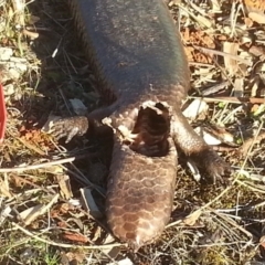 Tiliqua rugosa at Watson, ACT - 13 Aug 2017