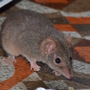 Antechinus agilis at Bolaro, NSW - 13 Aug 2017