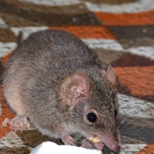 Antechinus agilis at Bolaro, NSW - 13 Aug 2017