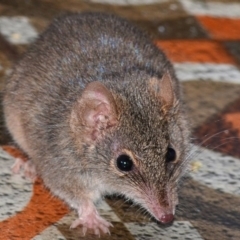 Antechinus agilis at Bolaro, NSW - 13 Aug 2017