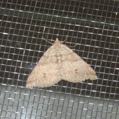 Parosteodes fictiliaria (Dodonaea Moth) at Conder, ACT - 29 Apr 2016 by MichaelBedingfield