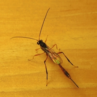 Heteropelma scaposum (Two-toned caterpillar parasite wasp) at Conder, ACT - 26 Apr 2016 by michaelb