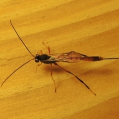 Heteropelma scaposum at Conder, ACT - 26 Apr 2016 10:56 PM