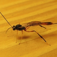 Heteropelma scaposum at Conder, ACT - 26 Apr 2016 10:56 PM