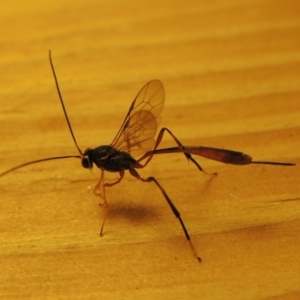 Heteropelma scaposum at Conder, ACT - 26 Apr 2016 10:56 PM