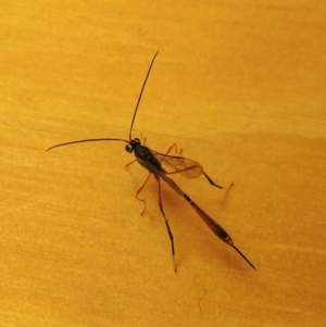 Heteropelma scaposum at Conder, ACT - 26 Apr 2016 10:56 PM