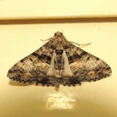 Gastrinodes argoplaca (Cryptic Bark Moth) at Conder, ACT - 27 Apr 2016 by michaelb