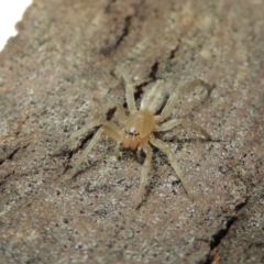 Clubiona sp. (genus) (Unidentified Stout Sac Spider) at Conder, ACT - 29 Jul 2016 by michaelb