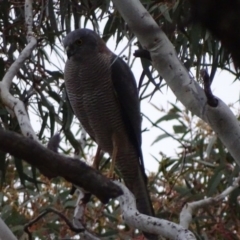 Tachyspiza fasciata (Brown Goshawk) at Red Hill, ACT - 15 Aug 2017 by roymcd