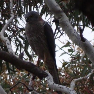 Accipiter fasciatus (Brown Goshawk) at Red Hill, ACT - 15 Aug 2017 by roymcd