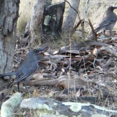 Strepera versicolor (Grey Currawong) at Wandiyali-Environa Conservation Area - 16 Aug 2017 by Wandiyali