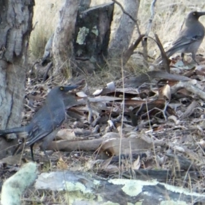 Strepera versicolor at Googong, NSW - 16 Aug 2017