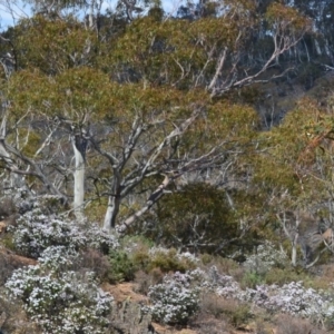 Olearia iodochroa at Bolaro, NSW - 13 Aug 2017