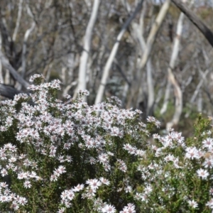 Olearia iodochroa at Bolaro, NSW - 13 Aug 2017