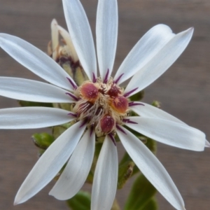 Olearia iodochroa at Bolaro, NSW - 13 Aug 2017