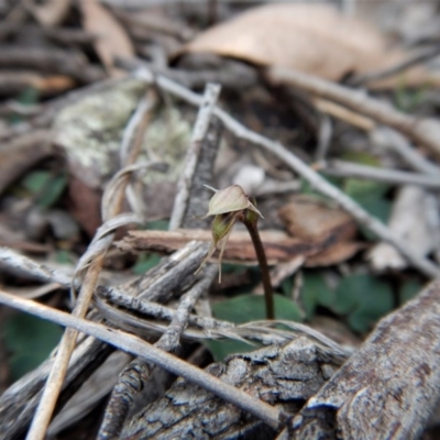 Acianthus collinus (Inland Mosquito Orchid) at Aranda, ACT - 15 Aug 2017 by CathB