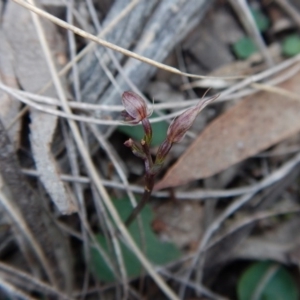 Acianthus collinus at Aranda, ACT - 15 Aug 2017