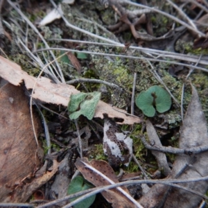 Acianthus collinus at Aranda, ACT - 15 Aug 2017