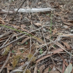 Acianthus collinus at Aranda, ACT - 15 Aug 2017