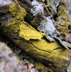 Chrysothrix xanthina (A lichen) at Belconnen, ACT - 15 Aug 2017 by CathB